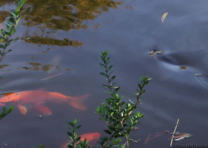 Maison Lumineuse Avec Jardin Clos, Spa, Proche Du Perche - Fr-1-497-168 Nyaraló Le Pin-la-Garenne