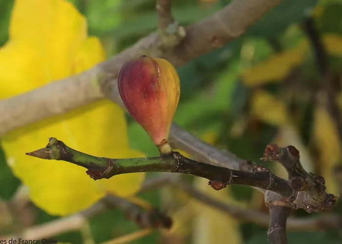 Maison Lumineuse Avec Jardin Clos, Spa, Proche Du Perche - Fr-1-497-168 Le Pin-la-Garenne